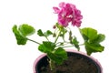 Closeup young plant of geranium in a pot â scion Royalty Free Stock Photo